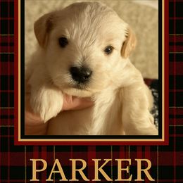 Parker - White male Miniature Schnauzer puppy in Newton, Alabama from Grace’s Schnauzers Paradise USA