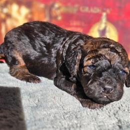 Anna - Sable female Cockapoo puppy in Indiahoma, Oklahoma from Phamily Doodles