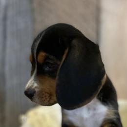 Beagles and Dachshunds from Dells  Dachshund’s