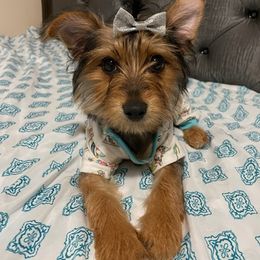 Yorkshire Terriers from Charlie and Chase kennel