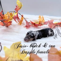 Josie - Dapple female Dachshund puppy in Prairieville, Louisiana from Southern Barron Danes & Dachshunds