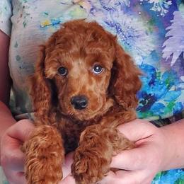 Mystery - Red  male Poodle puppy in Licking, Missouri from Majestic Embrace Poodles