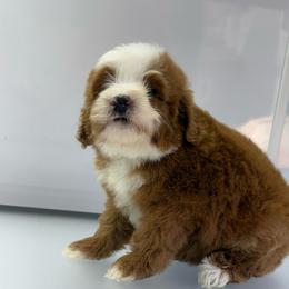 Finn - Red male Bernedoodle puppy in Temecula, California from Country Hills Doodles
