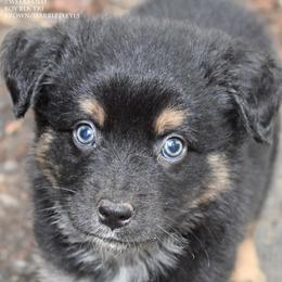 Lil Bo - Black tri male Miniature Australian Shepherd puppy in Patterson, North Carolina from DreamLine Aussies