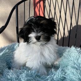 Mackie - Black and white male Havanese puppy in Pima County, Arizona from Havanese of the Sonoran Desert