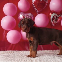Doberman Pinscher and Labrador Retriever Puppies from GFDutton Retrievers & Dalla Grazia Dobermans