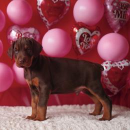 Doberman Pinscher and Labrador Retriever Puppies from GFDutton Retrievers & Dalla Grazia Dobermans