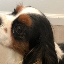 Cavalier King Charles Spaniels from Julie's Cavaliers