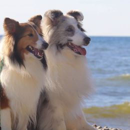 Collies, Poodles, and Shetland Sheepdogs from Adiame Shelties