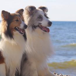 Collies, Poodles, and Shetland Sheepdogs from Adiame Shelties