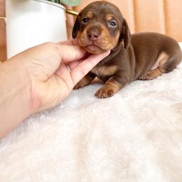 Bean - Chocolate and cream male Dachshund puppy in Jacksonville, Florida from Florida Dippin’ Dachshunds & Aussiedoodles