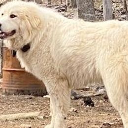 Amy - Great Pyrenees