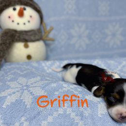 Griffin - Piebald male Dachshund puppy in Seguin, Texas from Good Neighbor Ranch Dachshunds