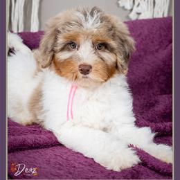 Jessie - Merle female Bernedoodle puppy in Connersville, Indiana from Deaz Doodle Ranch