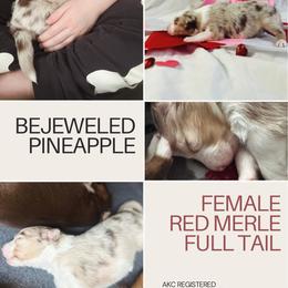 Australian Shepherd Puppies from Sunshine Shepherds