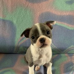 Boston Terrier Puppies from Heather's Boston Babies