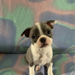 Boston Terrier Puppies from Heather's Boston Babies