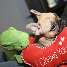 French Bulldog Puppies from Camp Fine Frenchies