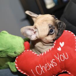 French Bulldog Puppies from Camp Fine Frenchies