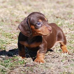 AKC Stella - Chocolate and tan female Dachshund puppy in Billings, Missouri from Bundles of Joy