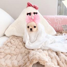 Baby Boo - 12,850 - White female Chihuahua puppy in Jacksonville, Florida from Petits Chihuahuas