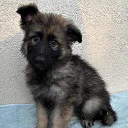 Lt. Blue Collar Girl - Sable female German Shepherd puppy in Columbus, Mississippi from Olde Wolfe German Shepherds
