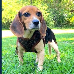 Gypsy - Beagle