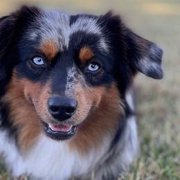 Australian Shepherds, Miniature American Shepherds, and Toy Australian Shepherds from OR Aussies