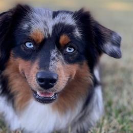 Australian Shepherds, Miniature American Shepherds, and Toy Australian Shepherds from OR Aussies