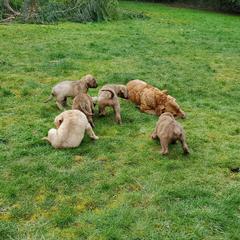 Chesapeake Bay Retriever Puppies from Madrona Chesapeake Bay Retrievers