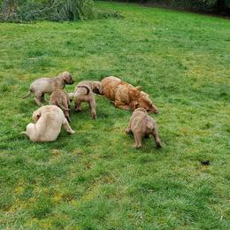 Chesapeake Bay Retriever Puppies from Madrona Chesapeake Bay Retrievers