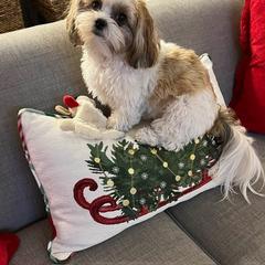 Morkie and Shorkie Puppies from Lil Luxe Pups