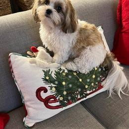 Morkie and Shorkie Puppies from Lil Luxe Pups