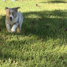 Miniature Australian Shepherd Puppies from Rounvale