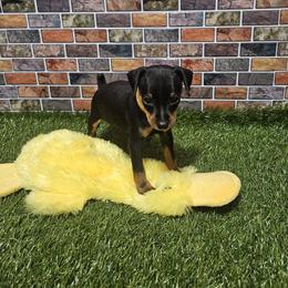 Shadow - Black and tan male Miniature Pinscher puppy in Baton Rouge, Louisiana from Pike's Pups
