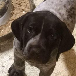 German Shorthaired Pointer Puppies from Madrone German Shorthaired Pointers