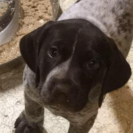 German Shorthaired Pointer Puppies from Madrone German Shorthaired Pointers