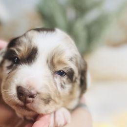 Australian Shepherds from Diamond B Doodles