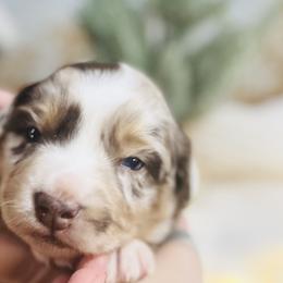 Australian Shepherds from Diamond B Doodles