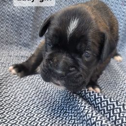 Lady - Brindle female Boxer puppy in Cheney, Washington from Royal Dream Boxers