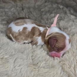 Poppy - Blenheim female Cavalier King Charles Spaniel puppy in Wildomar, California from Enchanted Rose Cavaliers