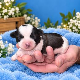 Boy 3 - Black gold and white male Shihpoo puppy in Eldon, Missouri from B&B Designer Shihpoo’s