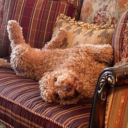 Nugget - Goldendoodle