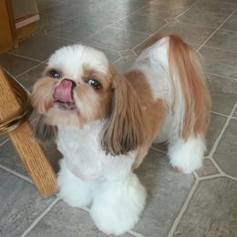 Shih Tzu Puppies from Jazzie Shih Tzu