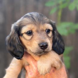 Goldie - Cream female Dachshund puppy in California from Longboard Dachshunds