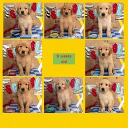 Back to school themed litter - Golden male Golden Retriever puppy in Belton, South Carolina from McAbee’s Golden Retrievers