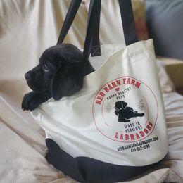 Labrador Retriever Puppies from Red Barn Farm Labradors - Made in Vermont