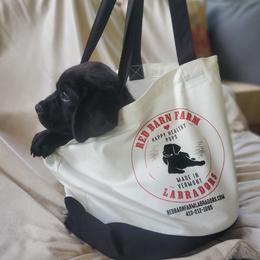 Labrador Retriever Puppies from Red Barn Farm Labradors - Made in Vermont