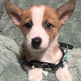 Milo - Red male Pembroke Welsh Corgi puppy in New Waverly, Texas from Corgie & Cream Paradise