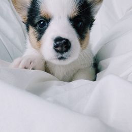 American Corgi and Pembroke Welsh Corgi Puppies from San Diego Corgi Haven